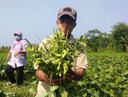 Sulteng Optimalkan Kawasan Pangan Nusantara dengan Target 15 Ribu Hektare