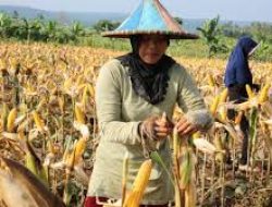 Parimo Dapat Bantuan Benih Jagung Seluas 4.475 Hekrate