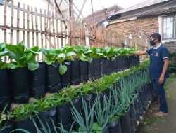 Jaga Kemandirian Pangan, Sulsel Maksimalkan Lahan Pekarangan Rumah