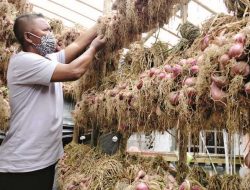 Sulteng Miliki 7 Daerah Sentra Tanaman Hortikultura Bawang Merah