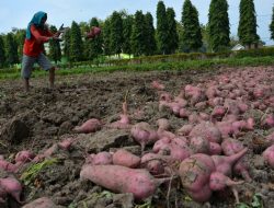 Kementan Genjot Pangan Lokal Aneka Tepung Gluten Free