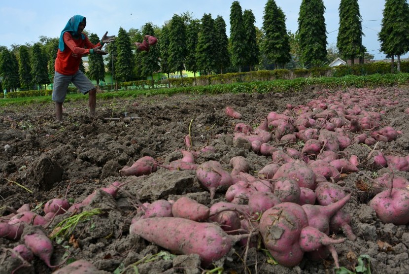Kementan Genjot Pangan Lokal Aneka Tepung Gluten Free