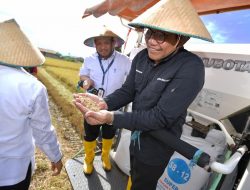 Mendes PDTT Panen Raya Varietas Padi yang Efektif Cegah Stunting