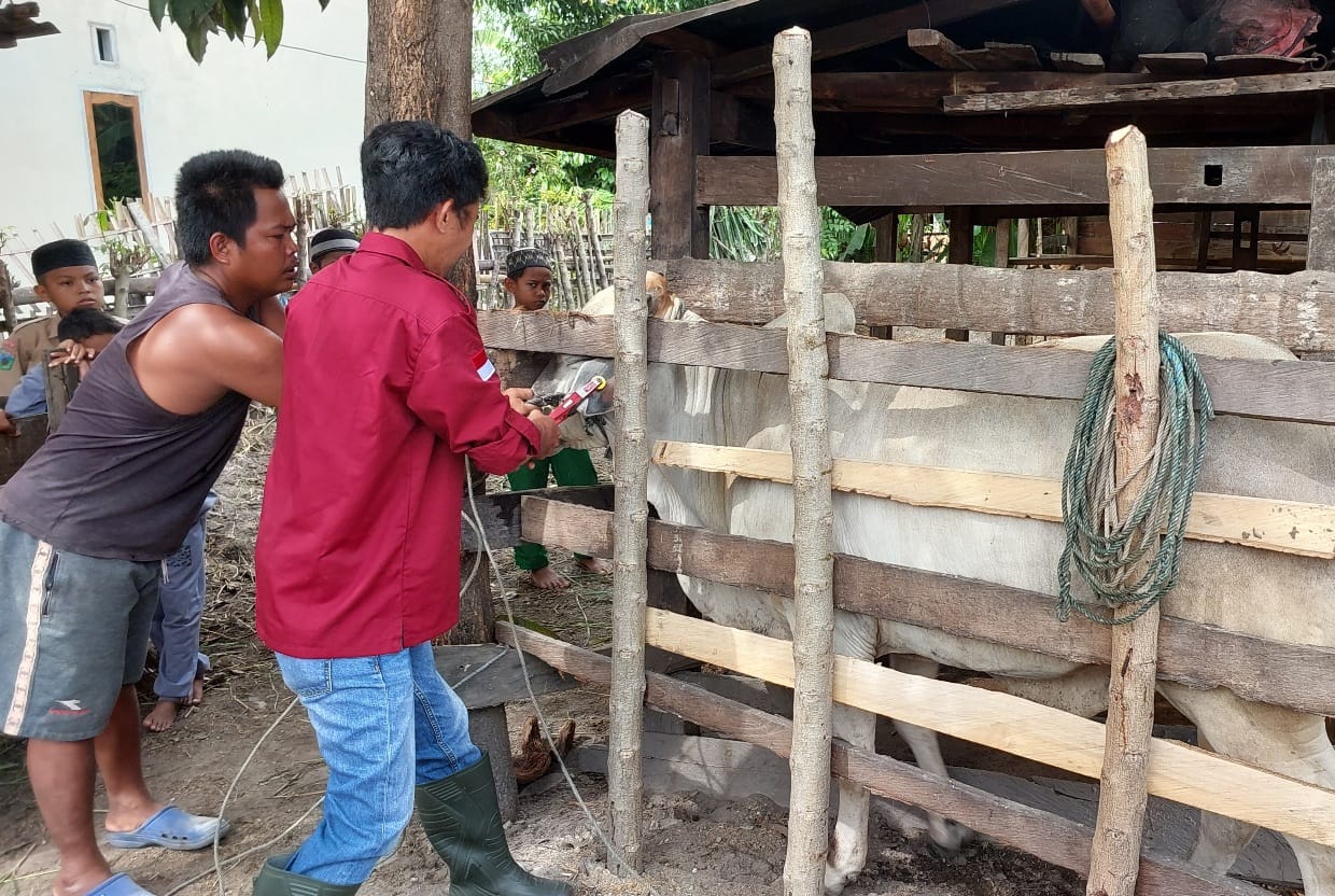 DISPKH Parimo Genjot Pemasangan Earteg Sapi, Ini Fungsinya