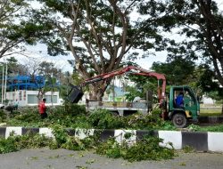 DLH Parimo Pangkas Trambesi yang Membahayakan Pengguna Jalan