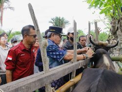 Cegah Penularan Virus, Pemda Parimo Gelar Vaksinasi PMK di Siniu