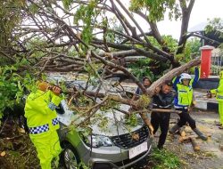 Pohon di Jalur 2 Kantor Bupati Parimo Tumbang, Timpa Mobil Minibus