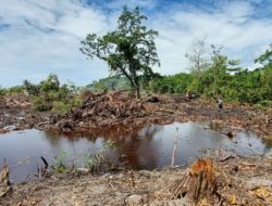 Pengusaha Tambak yang Babat Mangrove di Parimo Diduga Tak Kantongi Izin