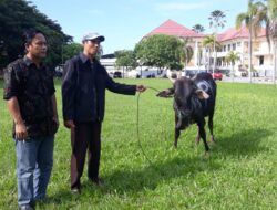 3 Ponpes Terima Hewan Kurban dari Pemda Parimo