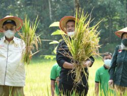 Kementan Dorong Pengembangan Pertanian Organik