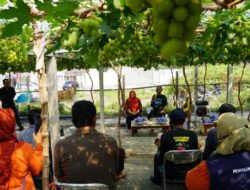 Temui Petani Anggur di Duyu, Gubernur Sulteng Dorong Peningkatan Produksi