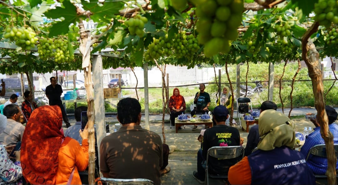 Temui Petani Anggur di Duyu, Gubernur Sulteng Dorong Peningkatan Produksi