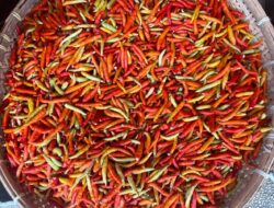 Harga Cabai Rawit di Sulteng Tembus Rp130 Ribu per Kilogram, Ini Penyebabnya