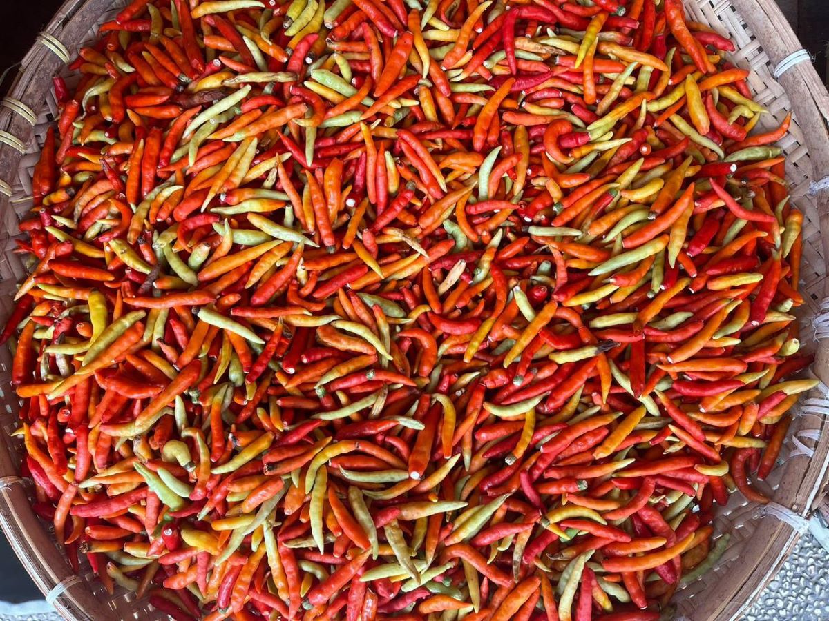 Harga Cabai Rawit di Sulteng Tembus Rp130 Ribu per Kilogram, Ini Penyebabnya