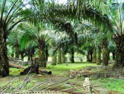 Pemda Sigi Atasi Masalah yang Ditimbulkan Akibat Tanaman Sawit