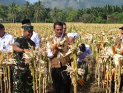 Percepat Swasembada, Mentan Bersama Pangdam TNI Panen dan Tanam Jagung di Aceh