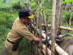 DISPKH Parimo Kembali Galakkan Vaksinasi PMK pada Ternak Sapi