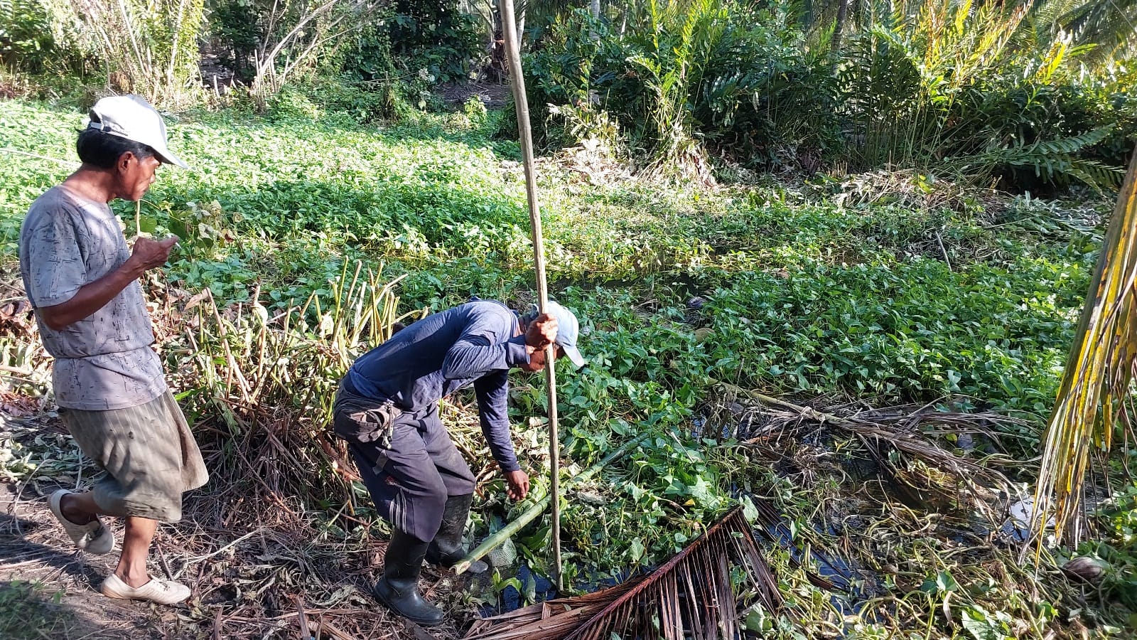 Ada Serangan Buaya, Warga Sausu Peore Resah Saat Berkebun
