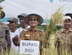 Wabup Samuel Hadiri Panen Perdana Padi Organik di Walatana