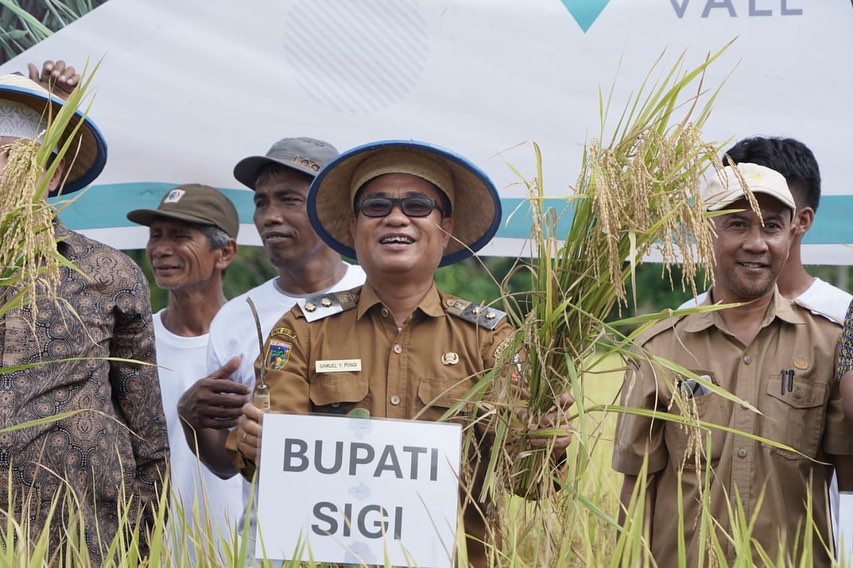 Wabup Samuel Hadiri Panen Perdana Padi Organik di Walatana
