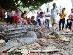 Seekor Buaya Mati Dibantai Warga Sausu Peore