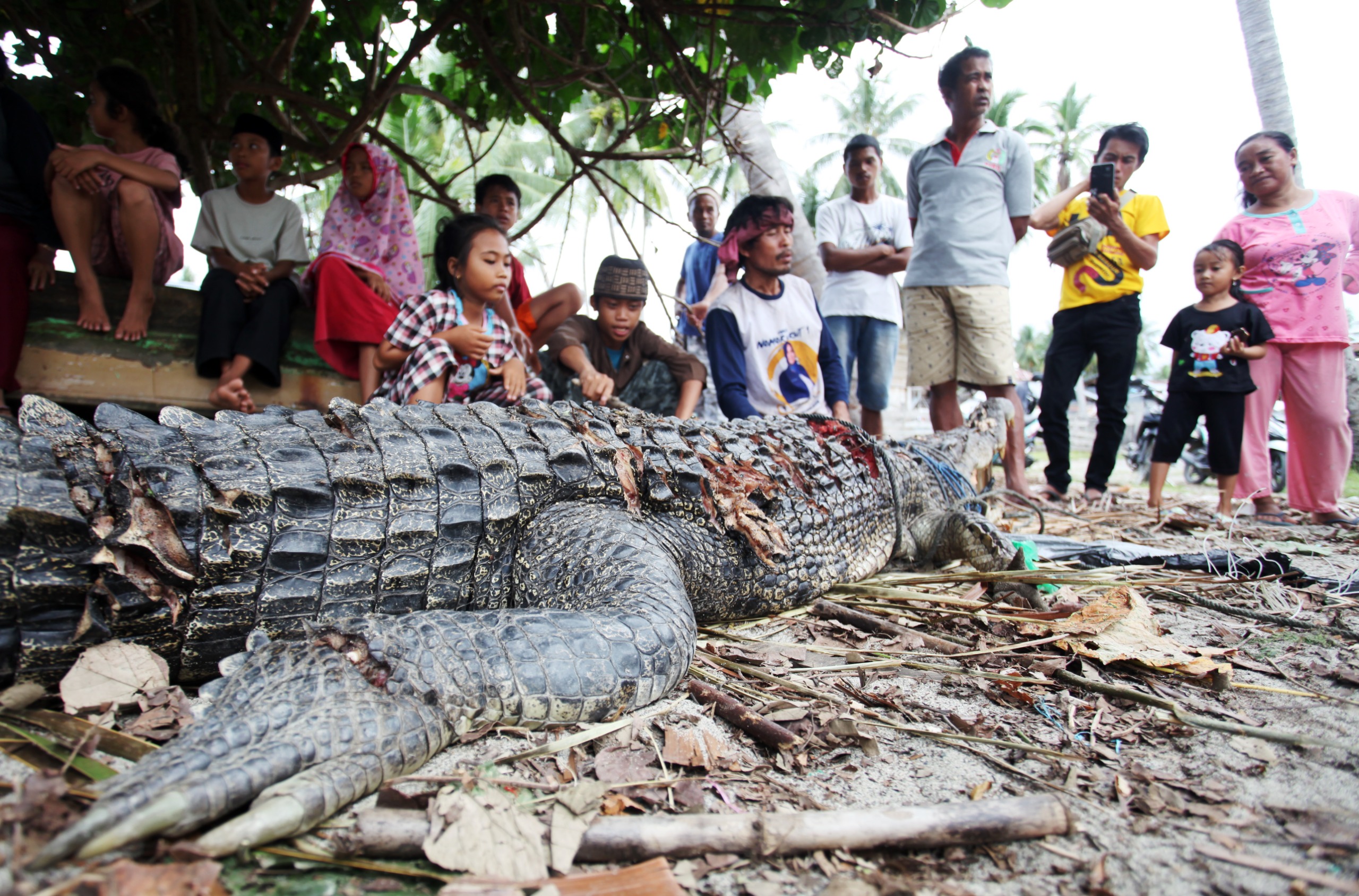 Seekor Buaya Mati Dibantai Warga Sausu Peore