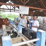 Gubernur Sulteng Tinjau Pengembangbiakan Sapi dengan TE