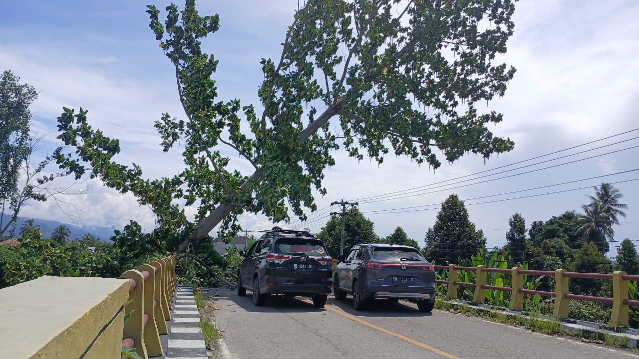 Pohon Miring ke Jalan Trans Sulawesi Balinggi Parimo Ancam Pengendara