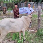 Kemenag Parimo Terima Hewan Kurban dari BRI Cabang Parigi