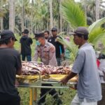 Seorang Pria di Banggai Ditemukan Meninggal di Perkebunan Kelapa