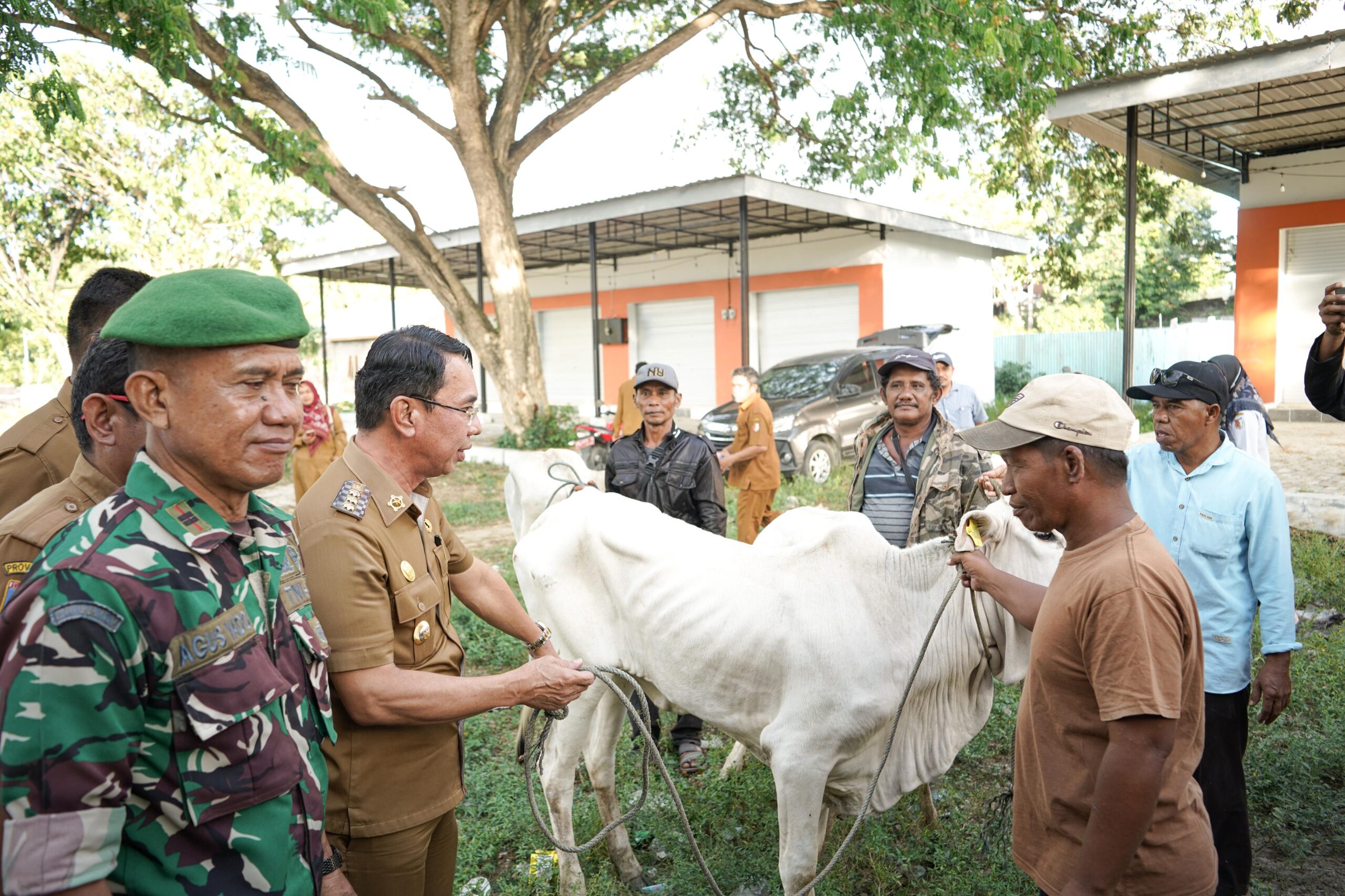 Bupati Sigi Serahkan Bantuan Sapi ke Kelompok Ternak di Kalukubula