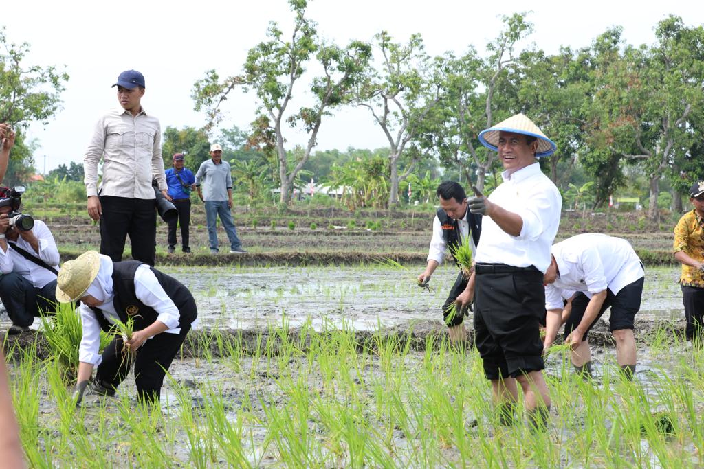 Jaga Produksi Padi Aman, Inilah 10 Jurus Pengendalian Hama Tikus