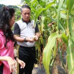Dukung Ketahanan Pangan, Polres Parimo Gelar Panen Raya Jagung