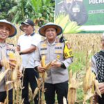 Dukung Swasembada Pangan, Kapolres Parimo Panen Raya Jagung di Baliara