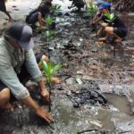 FKPAPT Parimo Tanam 1.000 Bibit Mangrove: Aksi Nyata Pulihkan Ekosistem Teluk Tomini