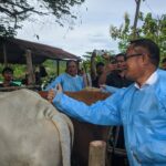 Sigi Siap Jadi Lumbung Daging, Wabup Samuel Tinjau Kesehatan Ternak di Bora