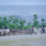 Karapan Sapi di Padende: Tradisi Lestari, Wisata Bangkit