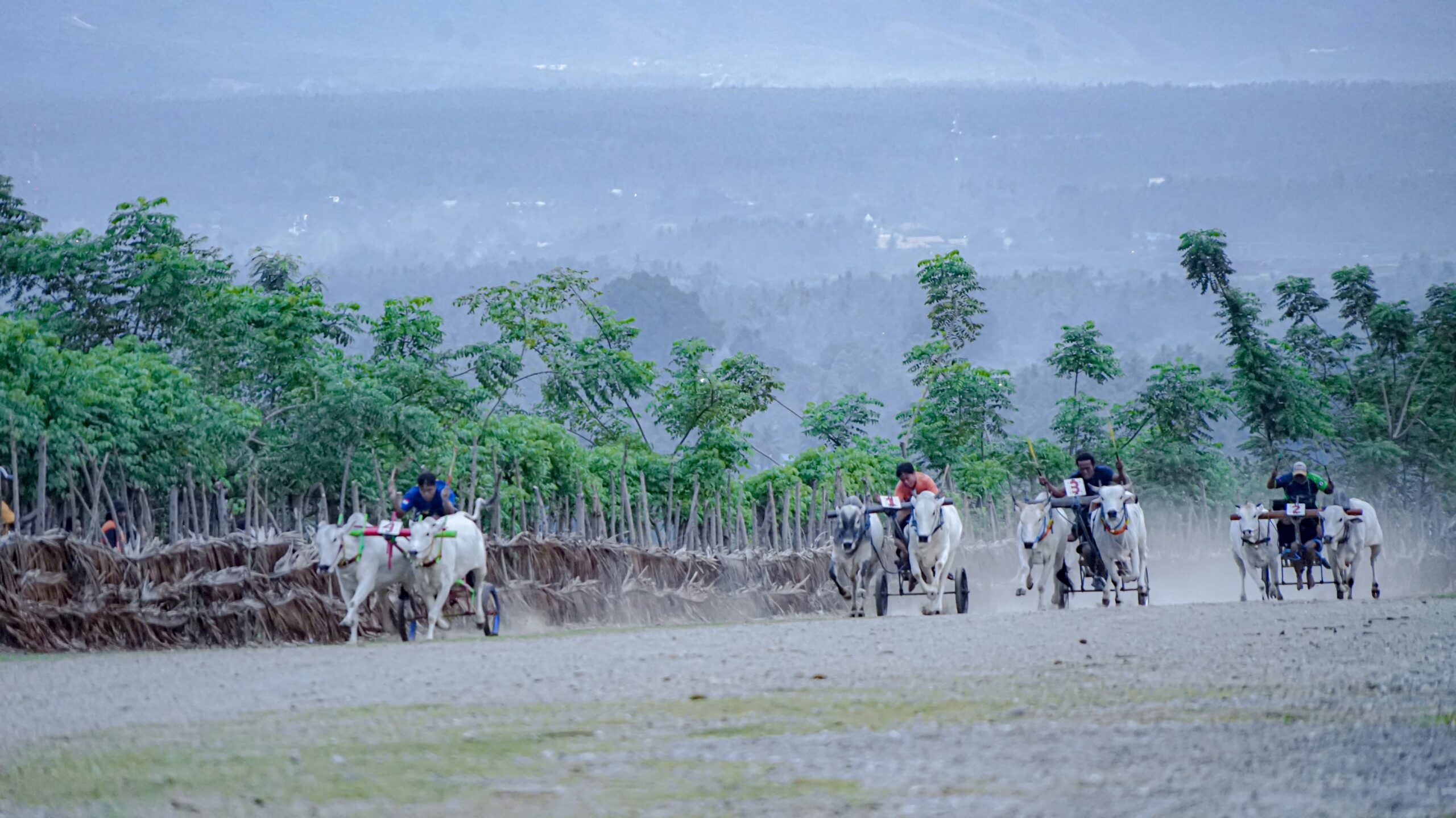 Karapan Sapi di Padende: Tradisi Lestari, Wisata Bangkit