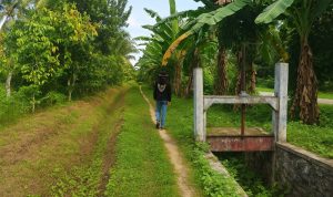 Kendala Anggaran Tunda Penyusunan Desain Rehabilitasi Irigasi Ampibabo