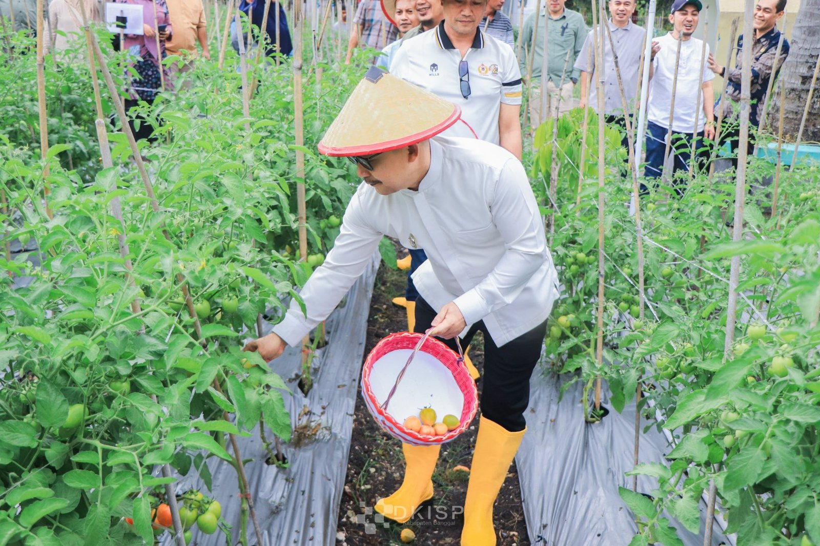 Pemda Banggai Dorong Pemanfaatan Pekarangan untuk Tekan Inflasi Pangan