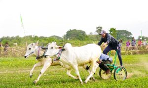 Lomba Sapi Gerobak Jadi Strategi Sigi Kembangkan Pariwisata dan UMKM