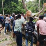Pohon Tumbang di Jalur Kebun Kopi Parimo Tewaskan Pengemudi Asal Gorontalo