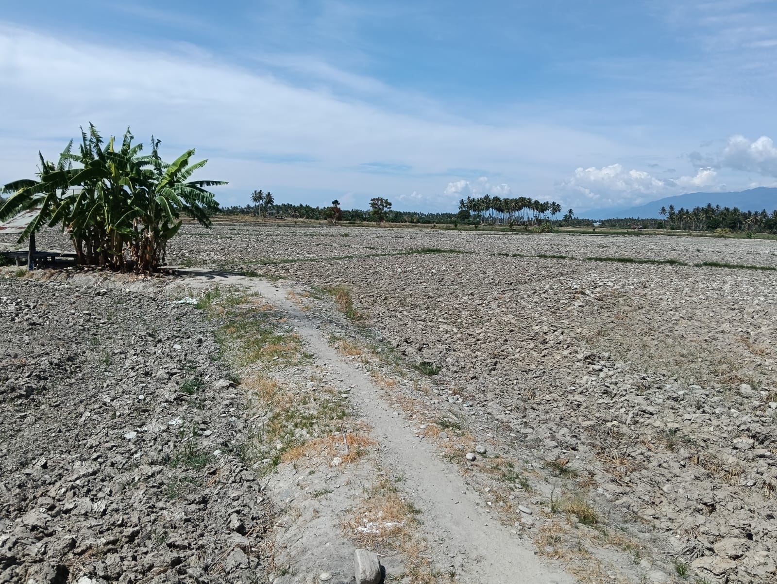 Kekeringan Hambat Produksi Pangan, Ribuan Hektare Sawah di Parimo Gagal Tanam