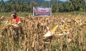 Dinas TPHP Parimo Akan Salurkan Benih Jagung 33,84 Ton untuk 2.256 Hektare