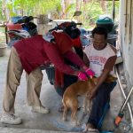 Menuju Bebas Rabies, DISPKH Parimo Genjot Vaksinasi dan Gandeng JAAN Kesehatan Hewan