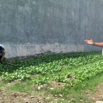 Hasil Kebun dan Ternak Warga Binaan Lapas Parigi Tembus Pasar