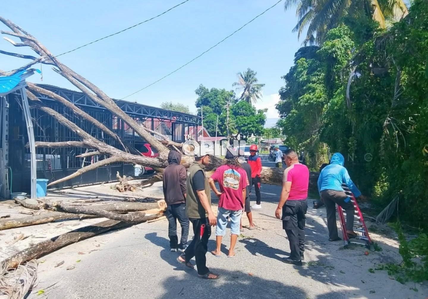 Pohon Tumbang di Kampal Parigi, Balita Tewas dan Dua Warga Luka-Luka