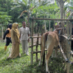 Cegah Wabah PMK, Pemda Parimo Genjot Vaksinasi Gratis untuk Ternak