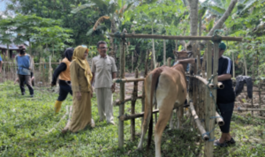 Cegah Wabah PMK, Pemda Parimo Genjot Vaksinasi Gratis untuk Ternak