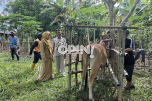 Cegah Wabah PMK, Pemda Parimo Genjot Vaksinasi Gratis untuk Ternak